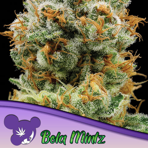 Anesia Seeds - Bola Mintz